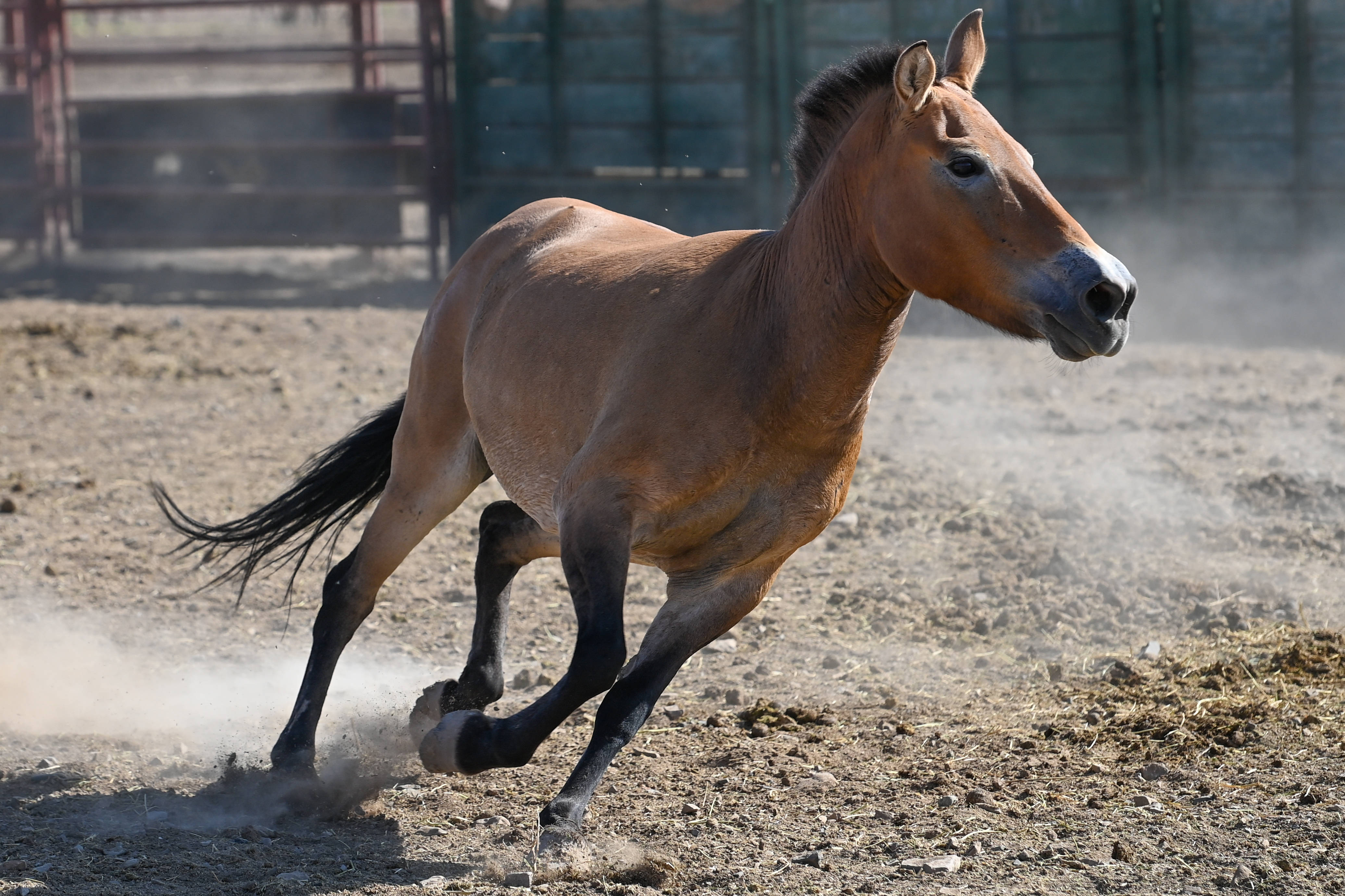 新疆野马国际图片