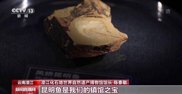 侏罗纪|云南禄丰恐龙科考工作进入“啃硬骨头”阶段 恐龙化石是如何修复的呢？