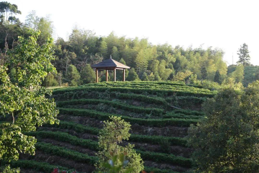 平阳县水头镇黄汤茶博园