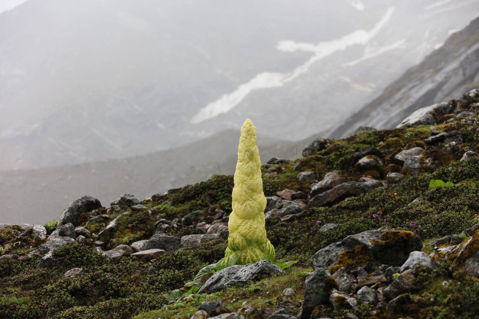 自然散步| 塔黄,高山上的小巨人_植物
