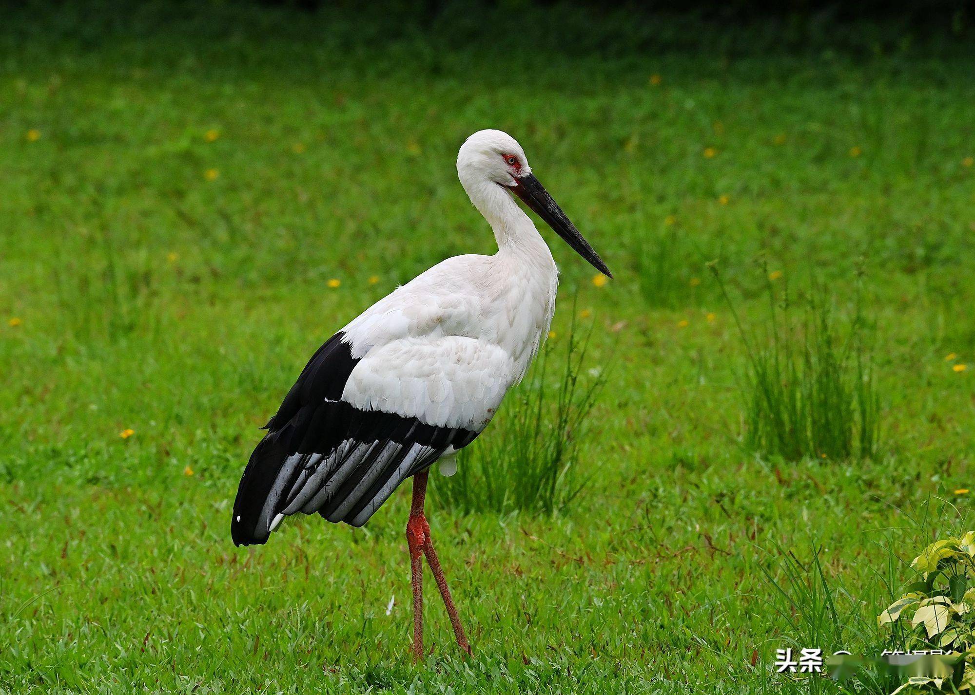 在草地上散步的东方白鹳