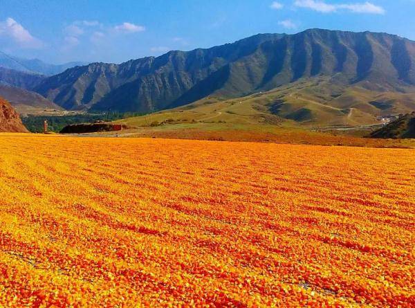 乌鲁木齐市|寒露至，秋更浓，幸福不过有人为你添衣