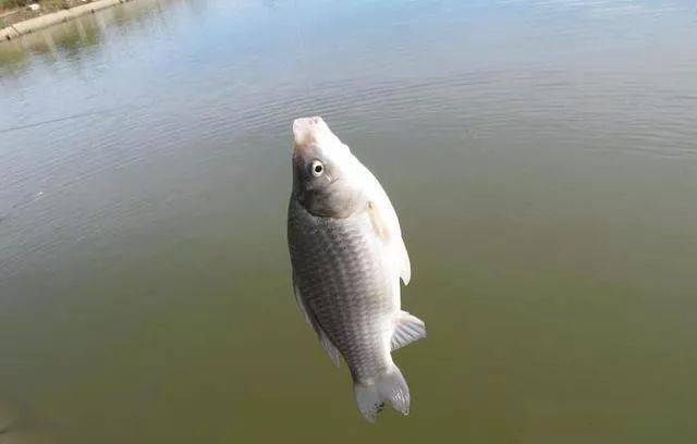 20f7bdce555f40c1a5a76de18a34ac8e.jpeg