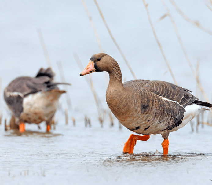 额部不似鸿雁具有一圈耀眼的白色羽毛,嘴黑色,且靠近嘴尖短有一块橘