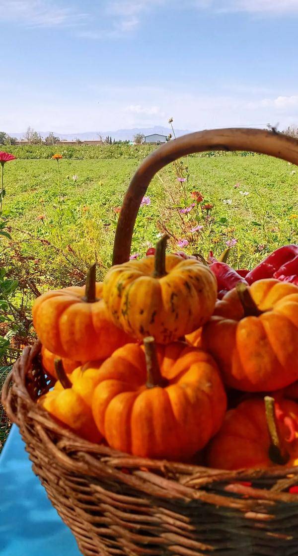 乌鲁木齐市|寒露至，秋更浓，幸福不过有人为你添衣