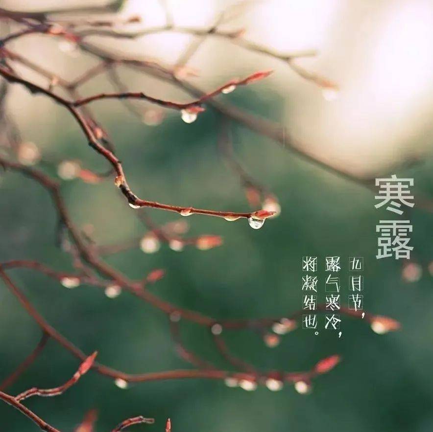 【百灵传音】安元奎:寒露_龙川
