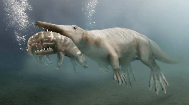 鲸鱼进化前的样子图片