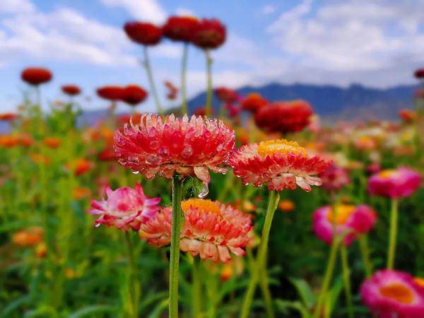 乌鲁木齐市|寒露至，秋更浓，幸福不过有人为你添衣