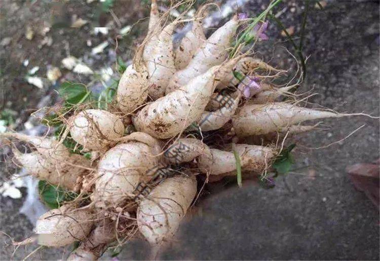 它是土人参很多永安人可能还不知道