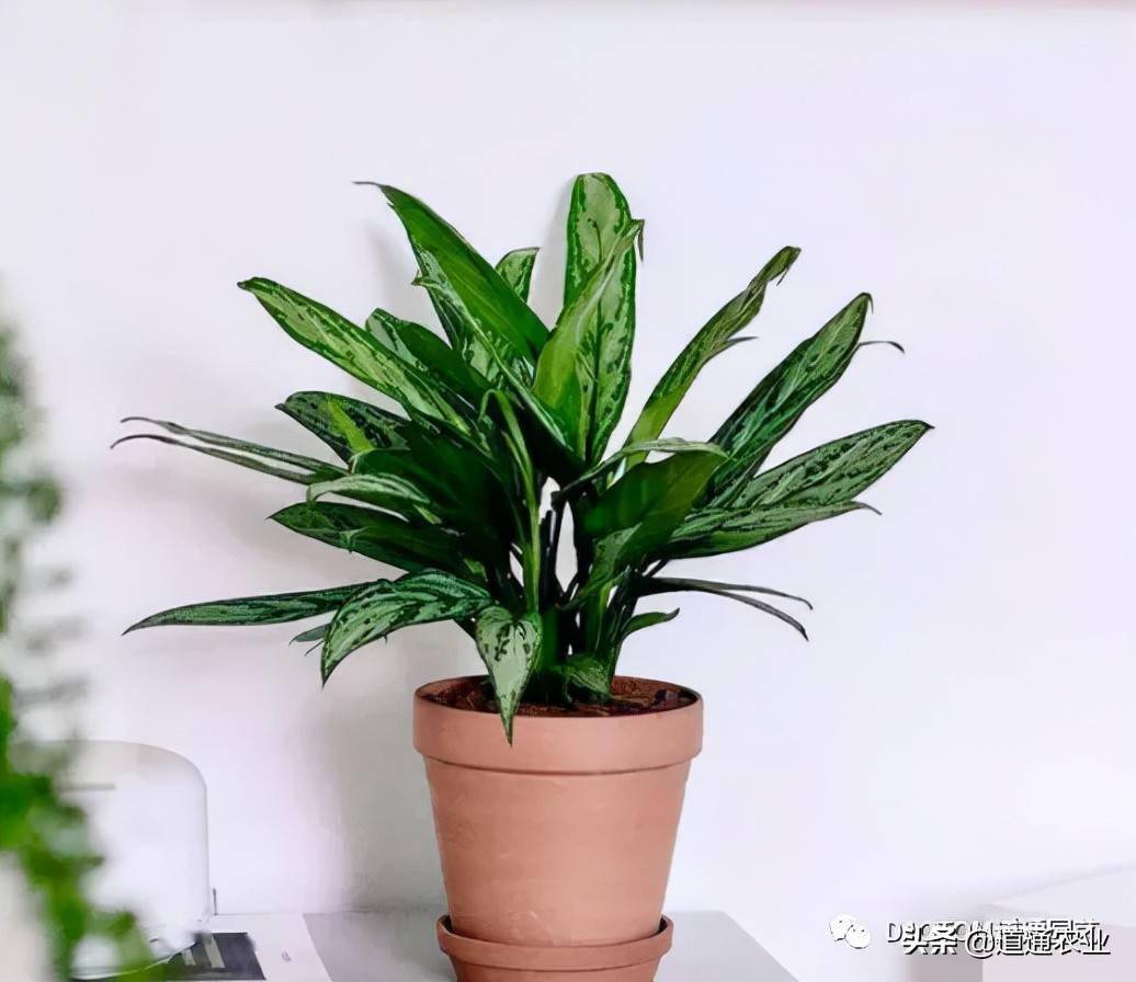 这个杀手不太冷中里昂栽培的绿植你认识吗