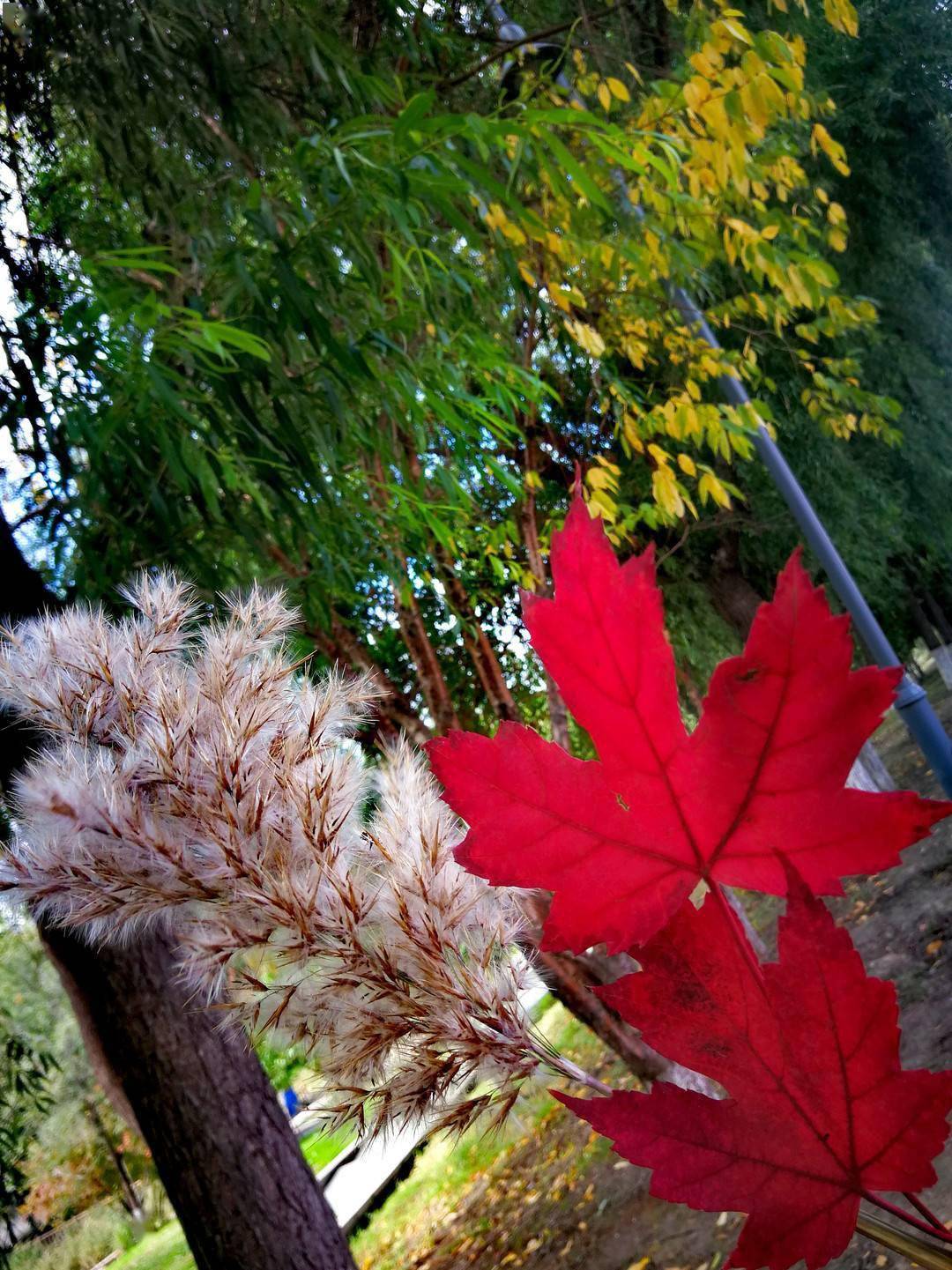 尾声|如诗如画 冰城秋意正浓！