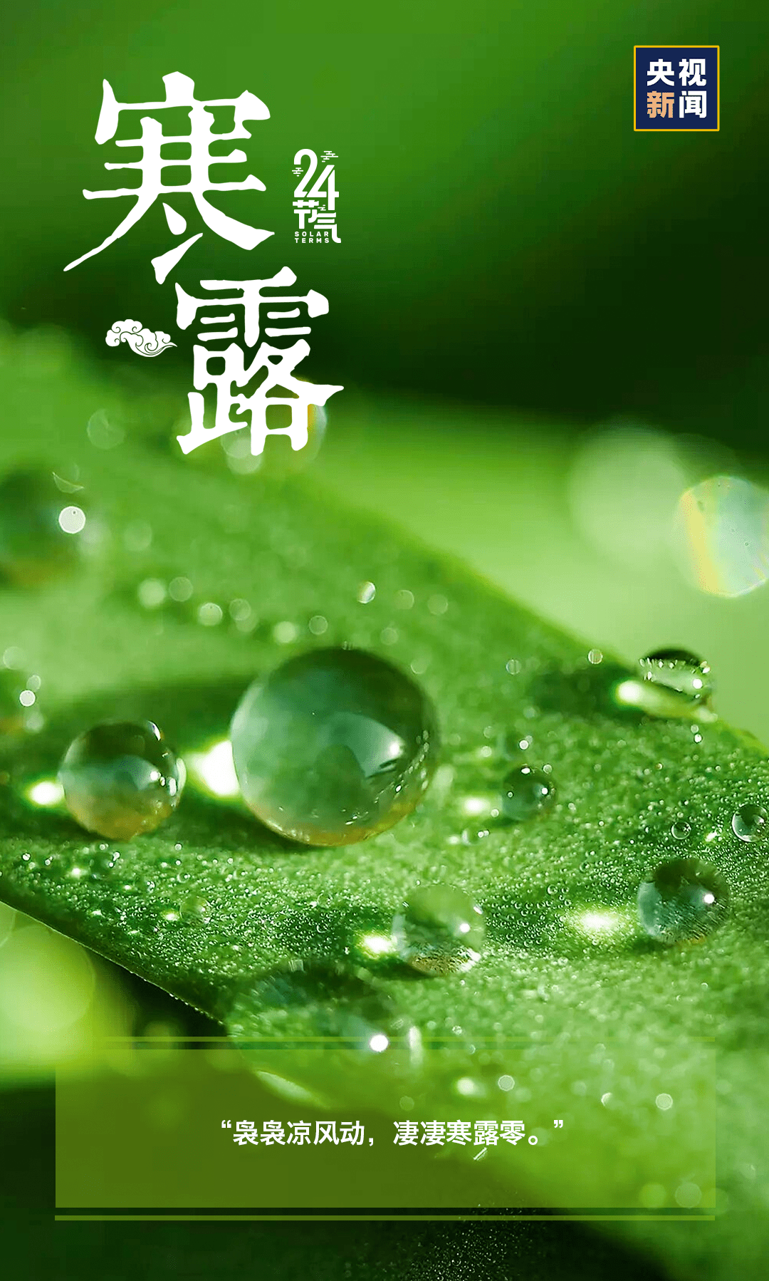 芦荻|寒露丨天冷了，多添衣