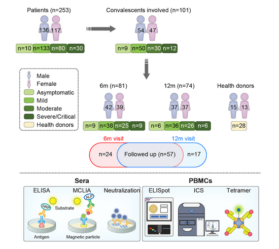 免疫|人体免疫系统能“记住”新冠病毒一年以上