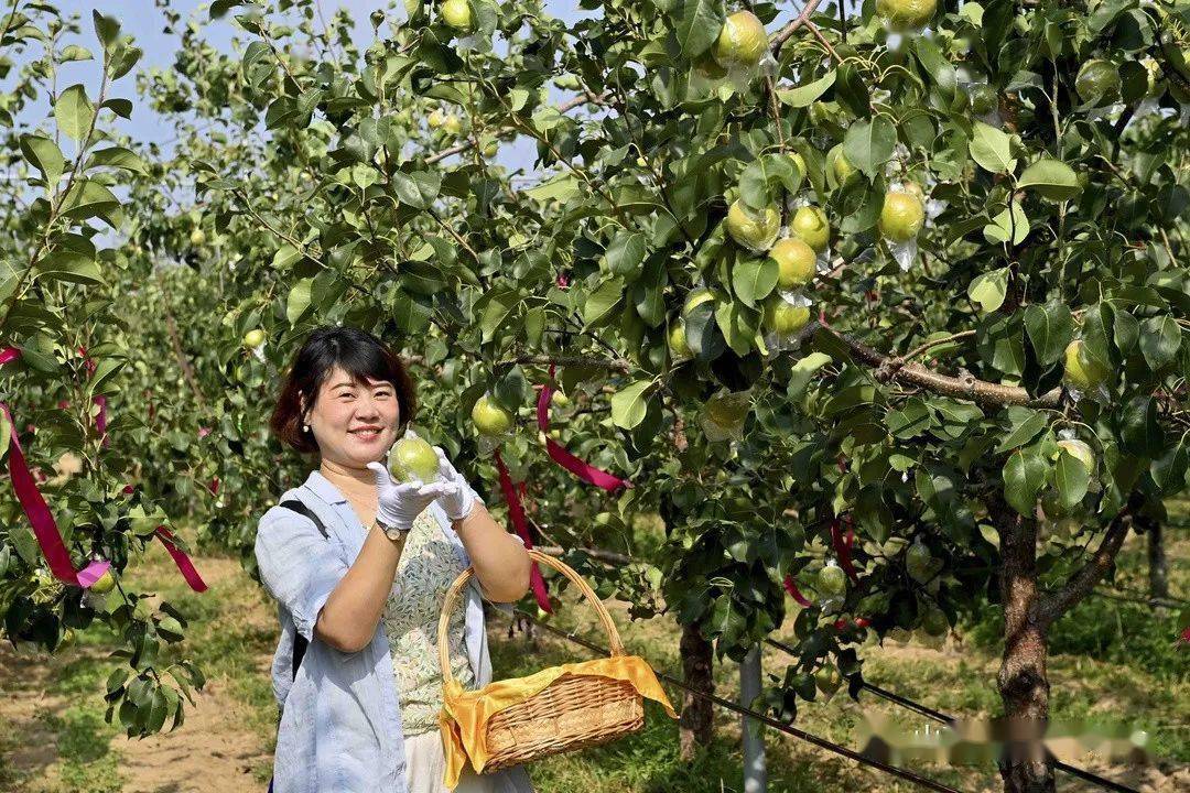 第五届玉露香梨采摘节采风作品展播(一)