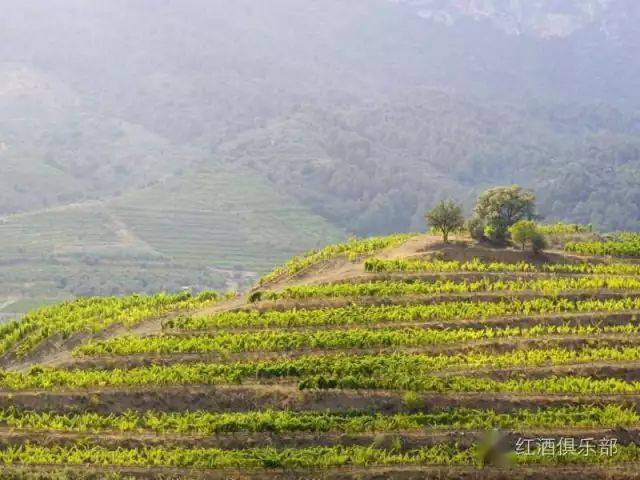 图片|世界上最值得去的五大葡萄酒胜地