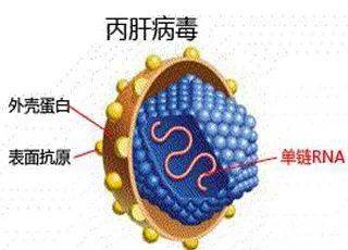 ①乙型肝炎病毒表面抗原(hbsag)②乙型肝炎病毒核酸(hbv dna)hbsag