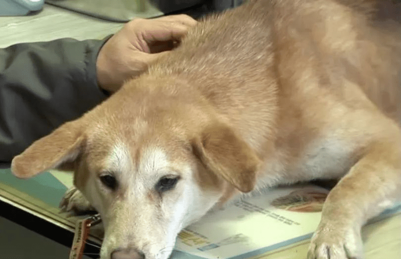 主人发现努隆几乎每天都待在山坡上,后来他询问周围