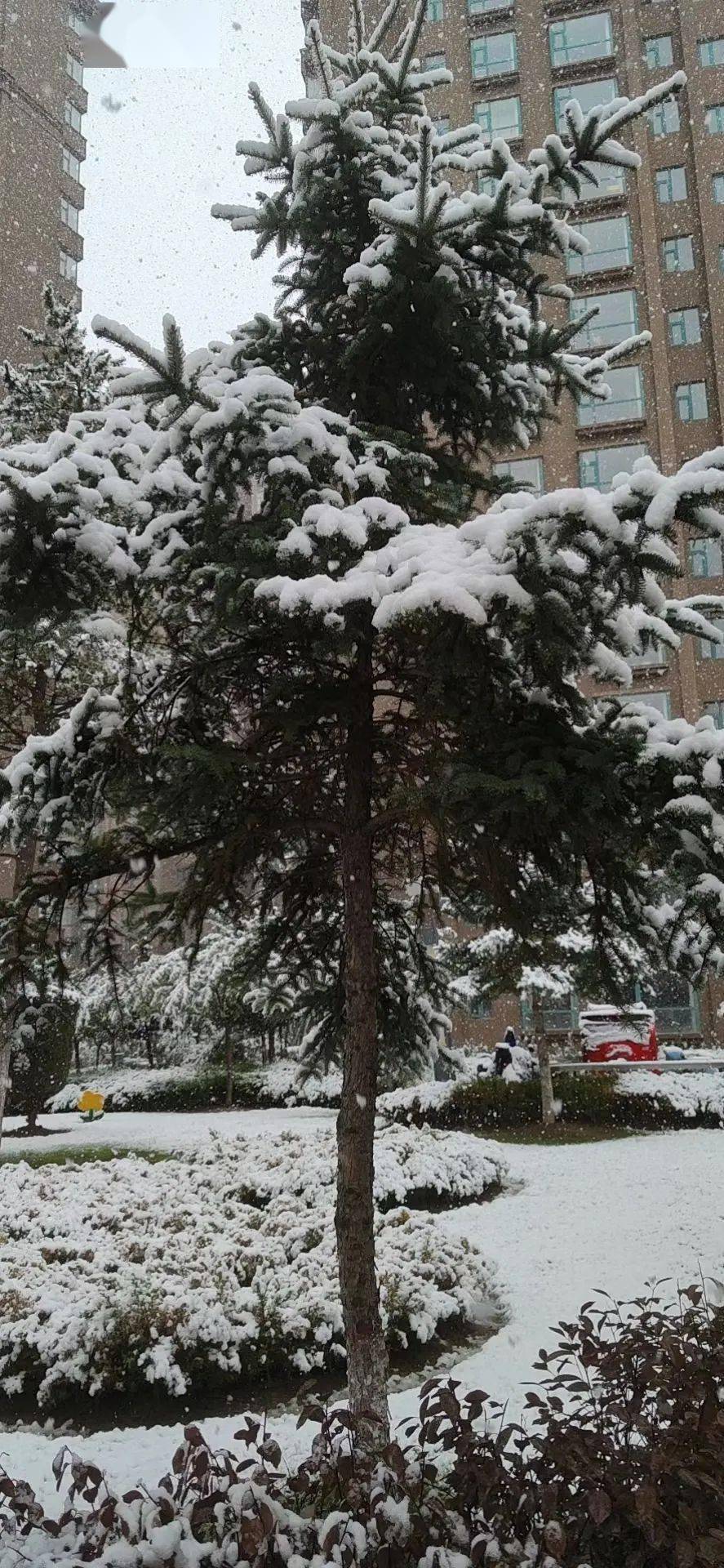 从天而降的雪花给树木图片