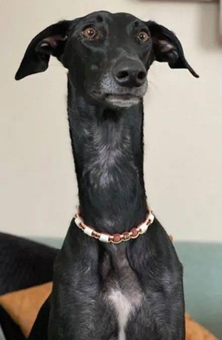 狗子被弃养过原因竟然是它的脖子长狗界长颈鹿