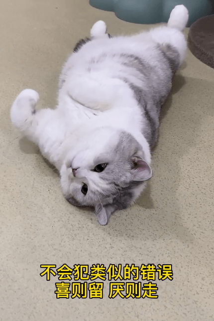 网红猫直播被玩死，博主：我还会继续，猫很喜欢...