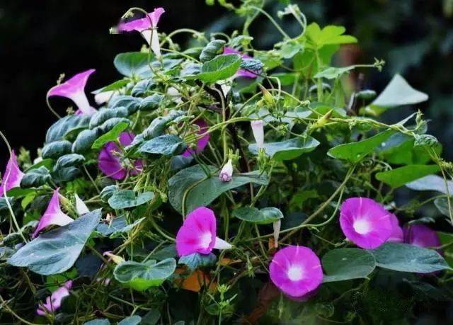 130�� · ������ͥ����ֲ������������֣�