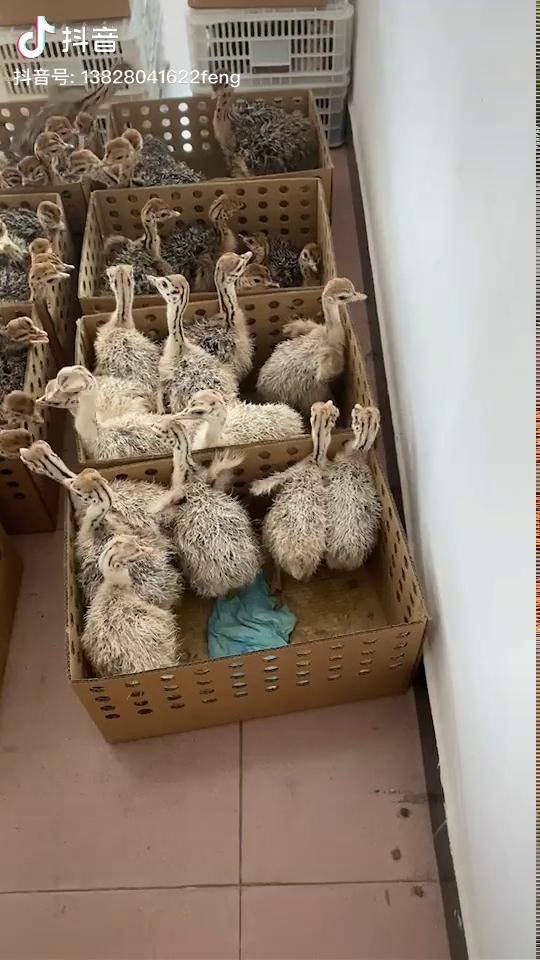 给大家看看我们白色鸵鸟生出来的宝宝是不是特别好看呢