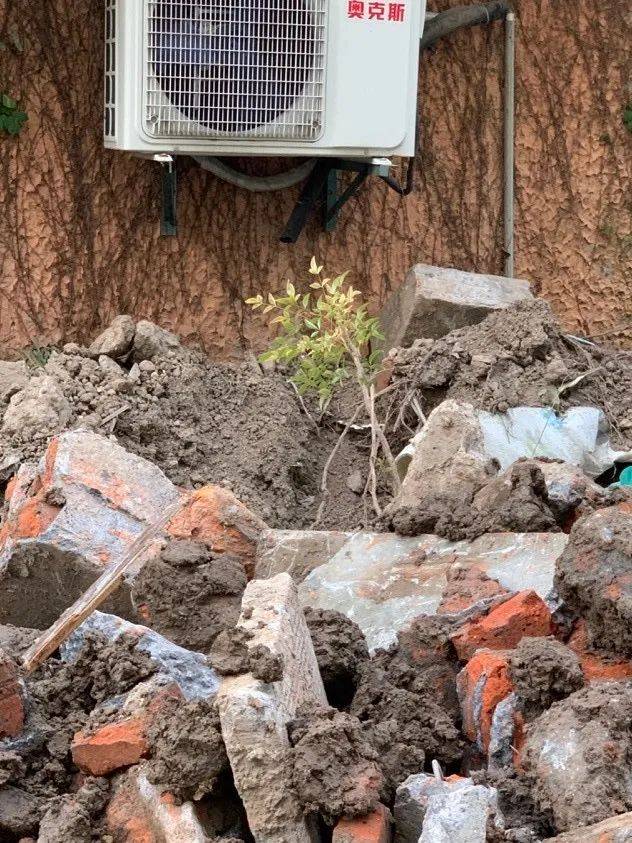 推土机|在推土机开进来后，我才看到了这座“花园”