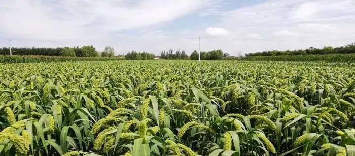 原州区小杂粮规模化种植主体和面积连续三年呈现倍增趋势