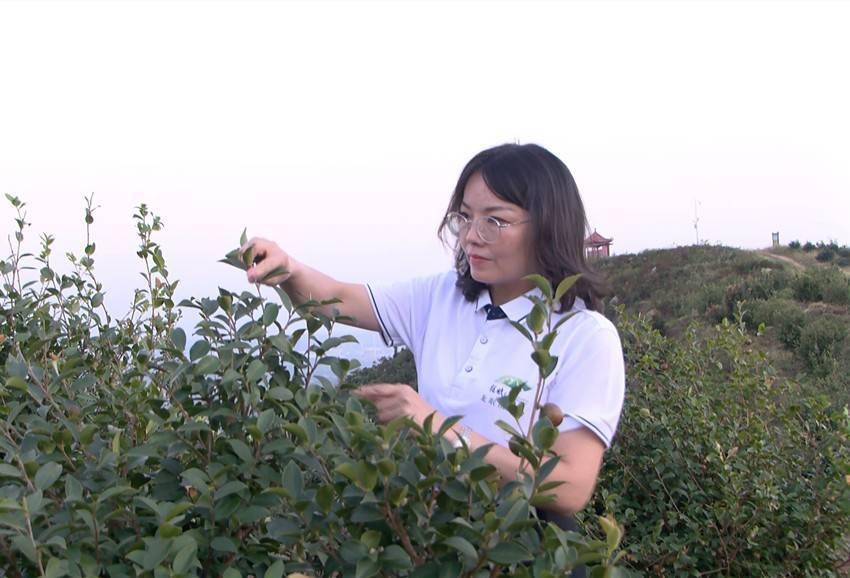 吴迎春:油茶花开迎春来