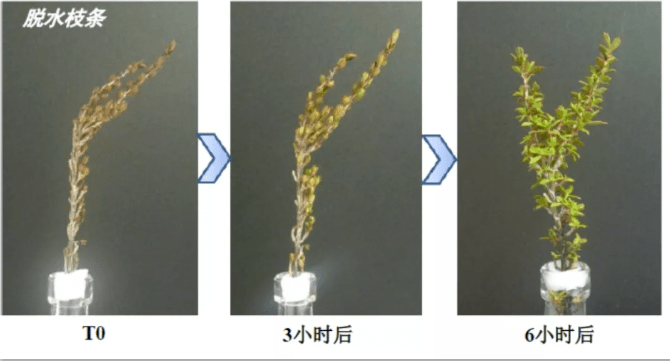 屏障护肤行业真大佬：全国皮肤科第一，一个面霜做3年，有多好用？
