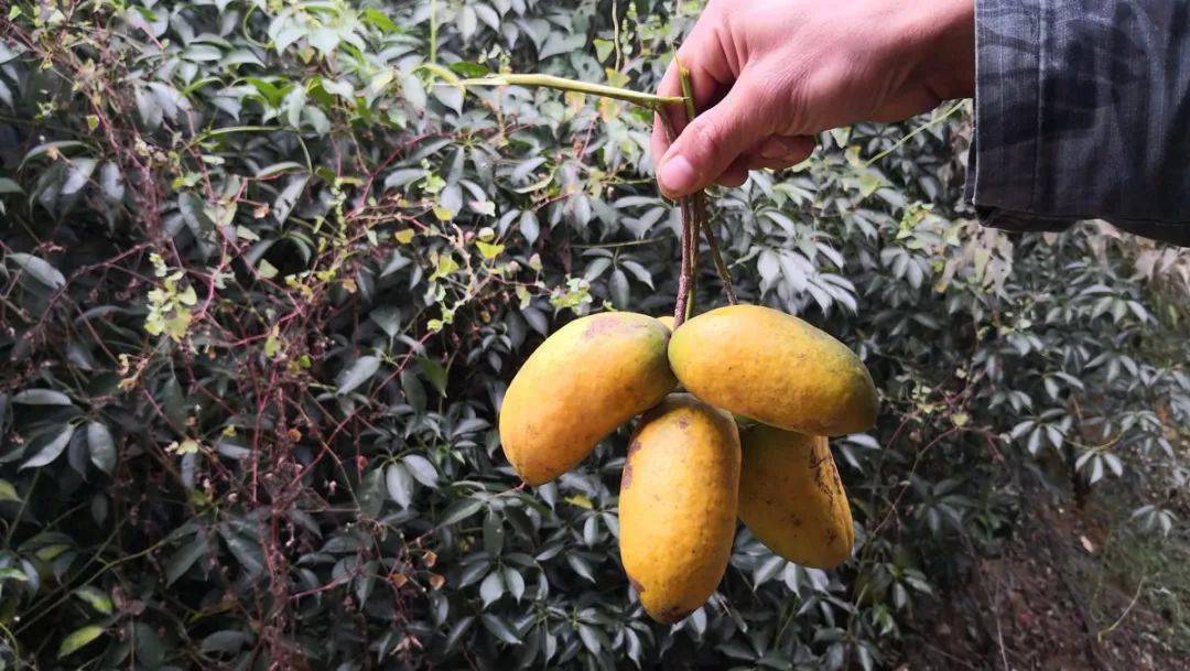 客家人常吃的野果熟啦错过又要再等一年