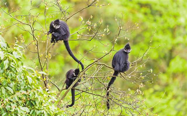 国家一级重点保护陆生野生动物黑叶猴在南川区金佛山自然保护区休憩.