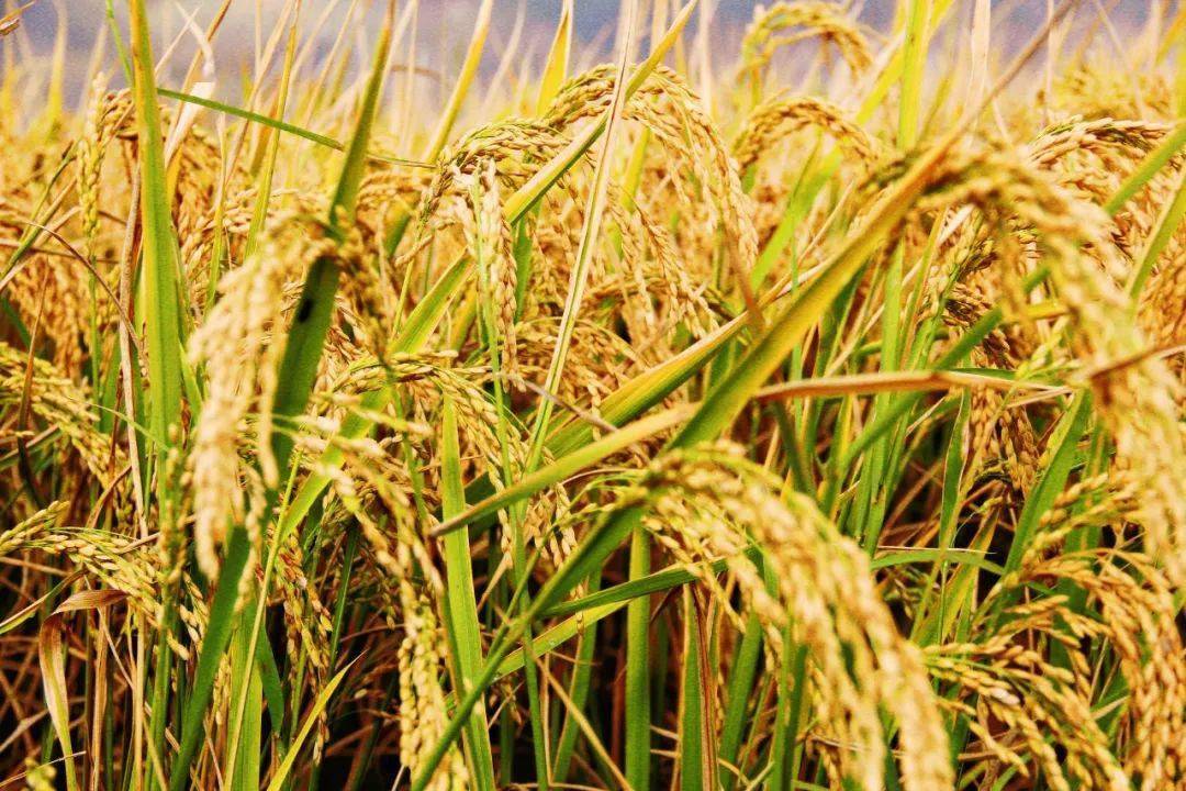 鹤庆县水稻又是一年丰收季