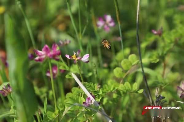 大通|大通湖区金盆镇：无人机飞撒紫云花海