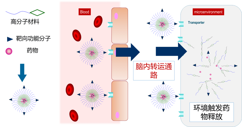 一是转运体,负责转运小分子物质;二是受体,主要转运大分子物质