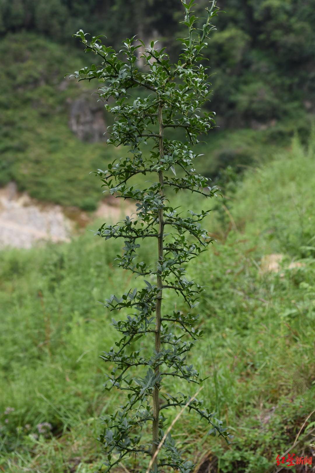 cop15珍稀植物篇富民枳原生地已野外灭绝围墙外竟发现4株遗落凡间的种