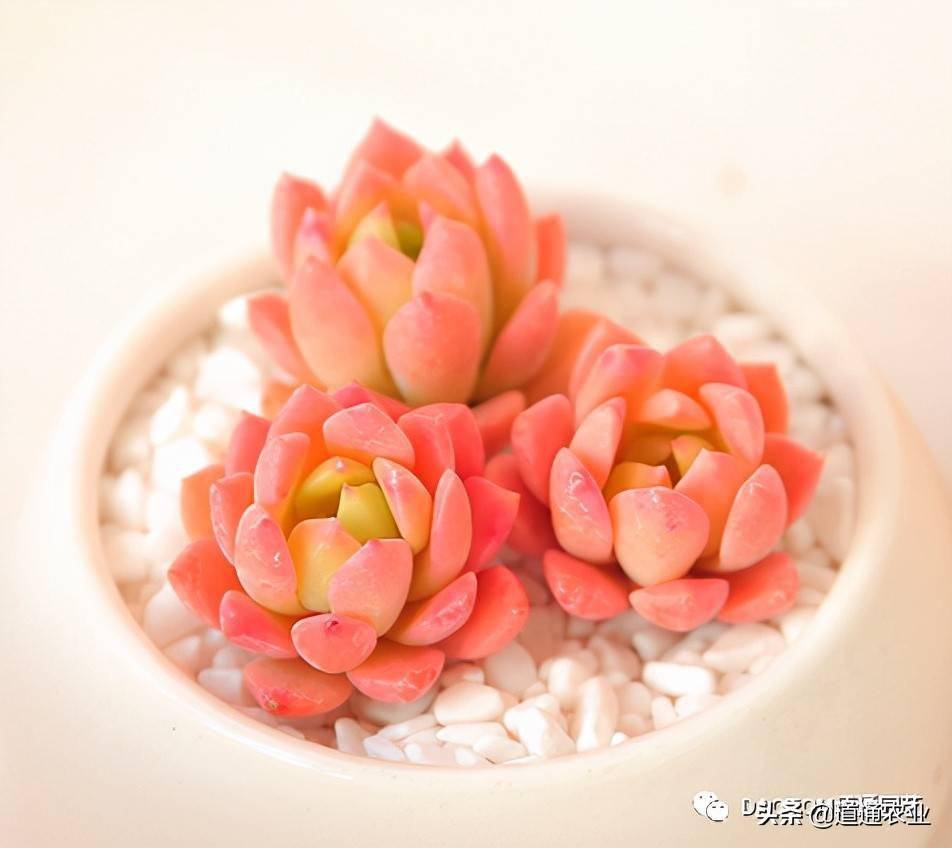 粉色系多肉撩人推荐激活你的桃花运