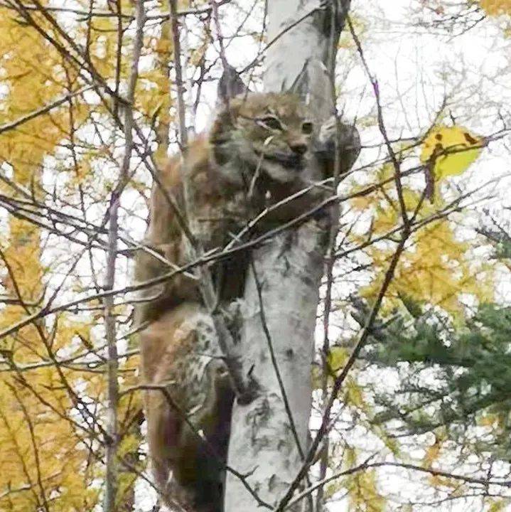 【关注】野生猞猁首次现身“和林”_王吉