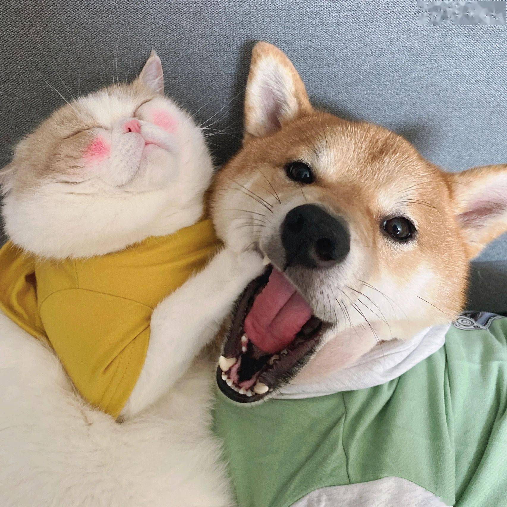 高清有趣的头像