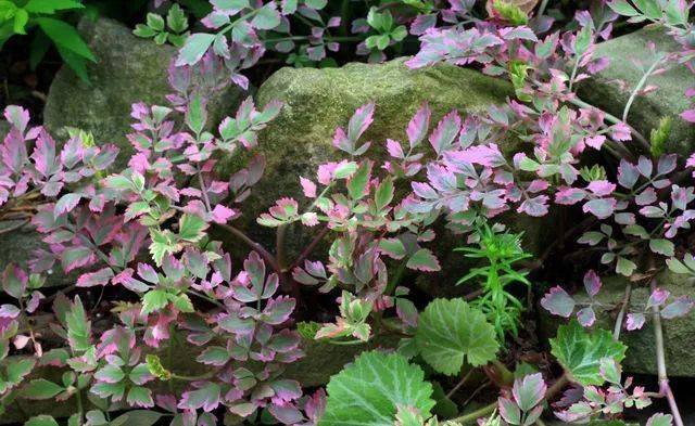 科宝有话说十七一棵不甘平凡的芹菜彩叶水芹