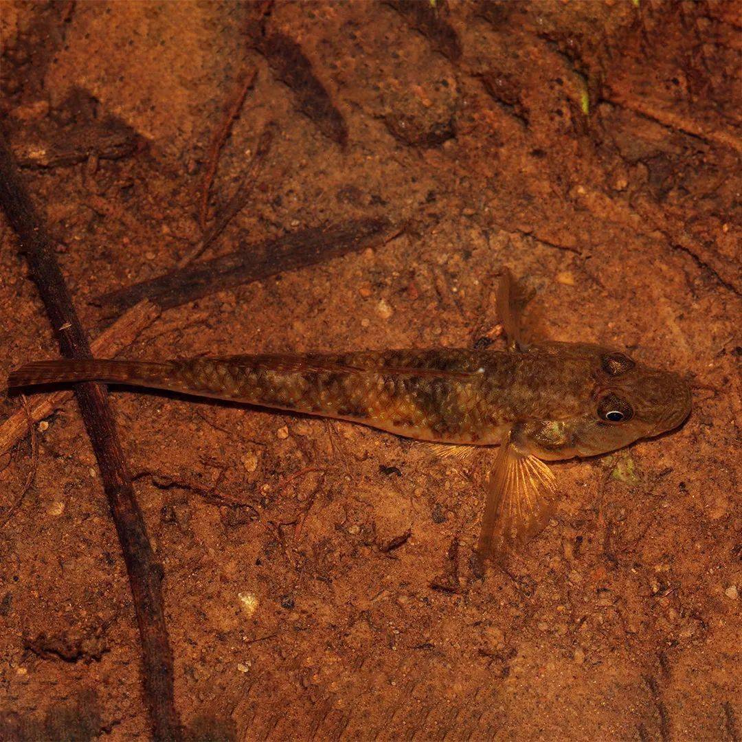 子陵吻鰕虎魚 曉霖/攝