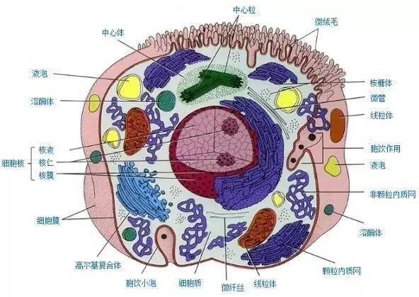 营养医学与细胞修复(值得一看)