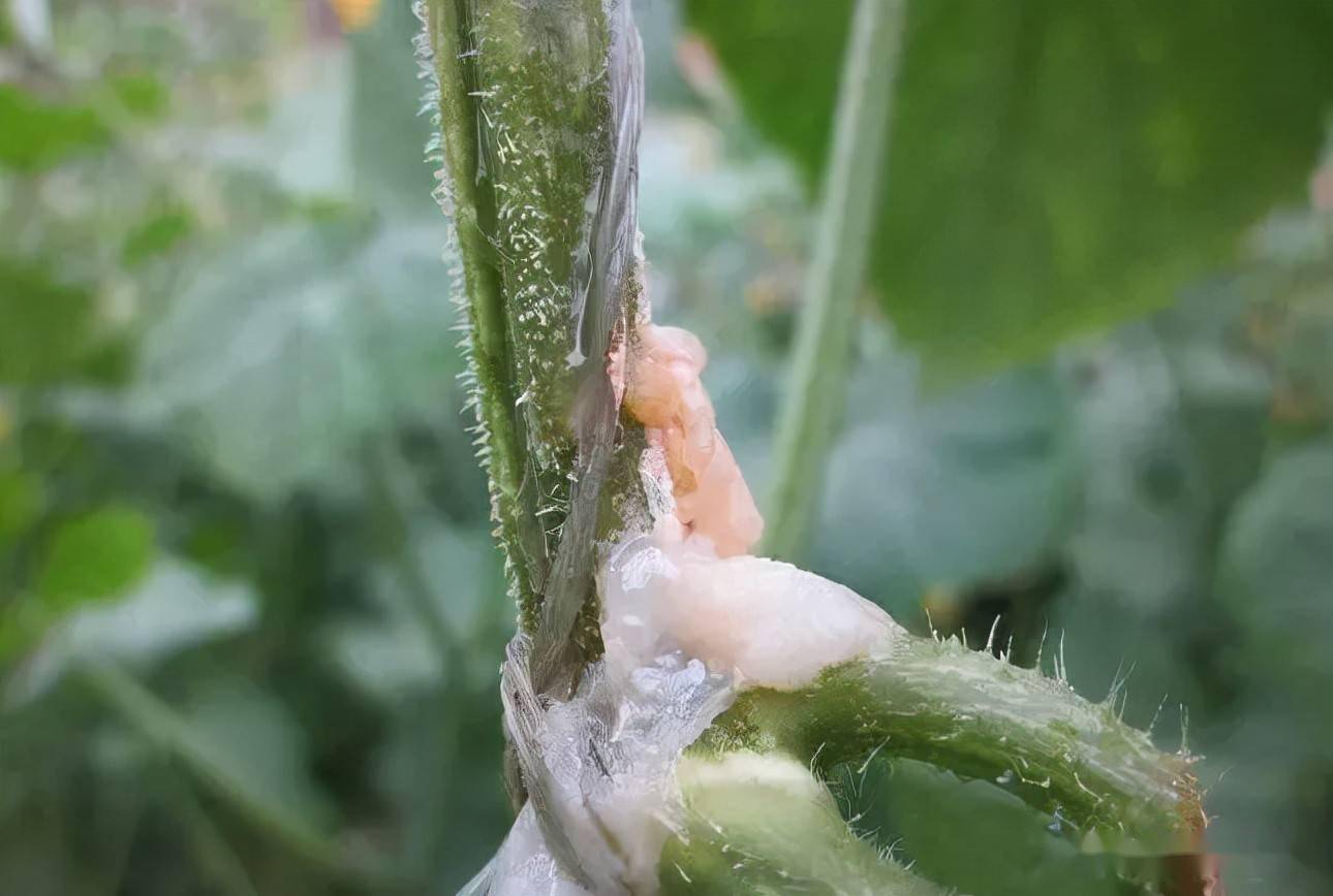 十月依旧是防治茄果类蔬菜的青枯病的重要时期