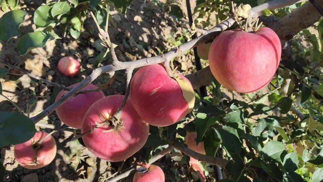 天然出众让你果然心动5家企业喜获延庆国光苹果地理标志证明商标