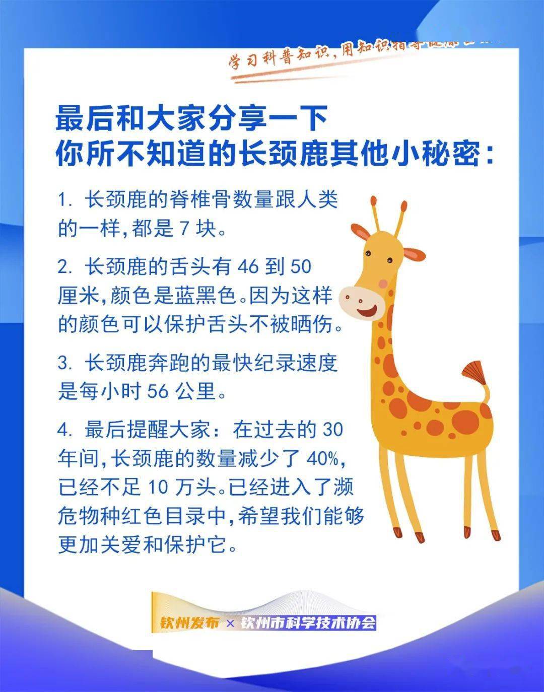 钦州科普日历丨长颈鹿血压这么高为什么还活得挺健康