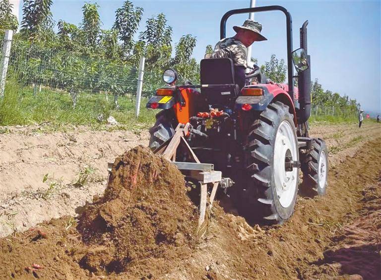 海睿兴家庭农场的红薯正在收获中.9月15日,马海升正忙着收获红薯.