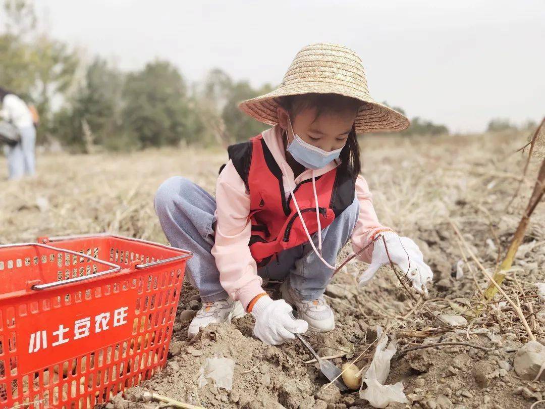 育未来小记者习作园地你挖过土豆吗来看看小记者如何挖掘土豆的秘密