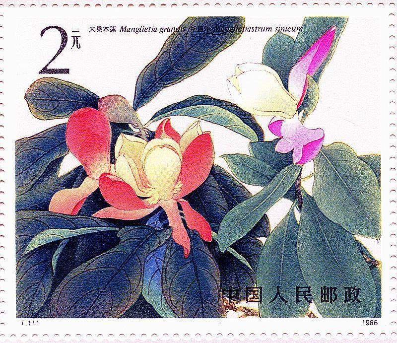 cop15珍稀植物篇华盖木植物界的大熊猫在北回归线回归