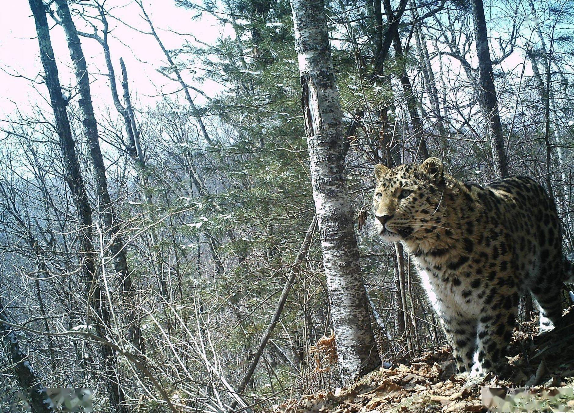 东北虎豹国家公园正式设立野生虎豹数量达110只