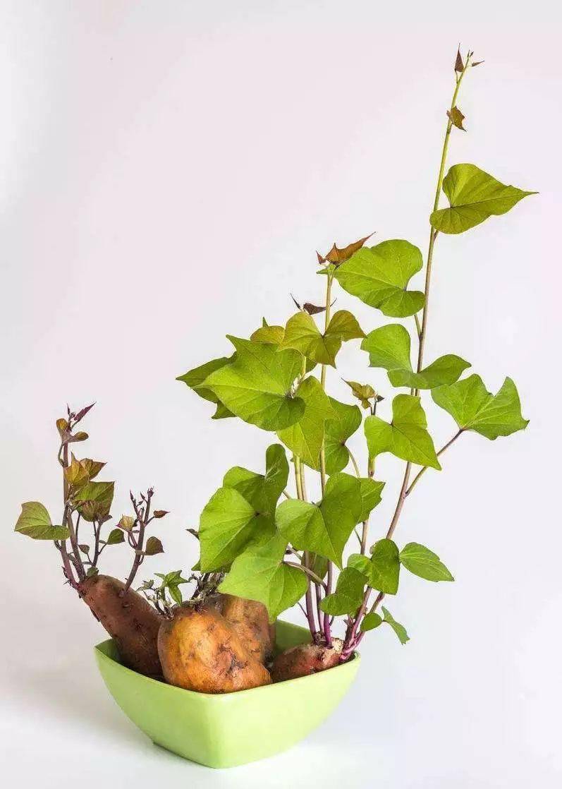 控制红薯的生长,既可赏长满根系的盆景,亦可赏攀爬入室的绿帘!